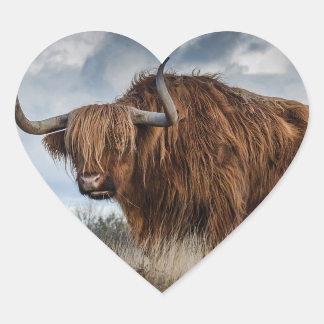 Scottish Highland Cow Heart Sticker (Front)