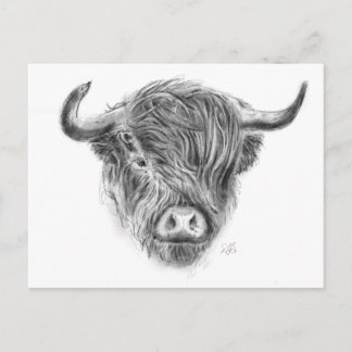 Scottish Highland Cow Illustration Postcard