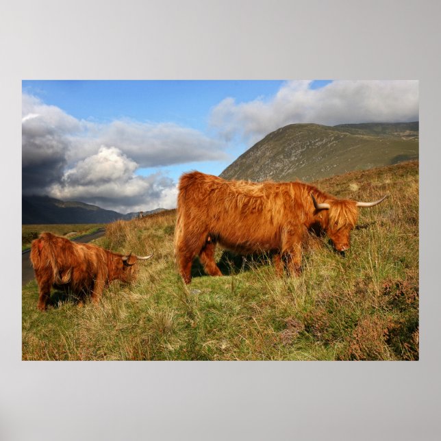 Scottish Highland Cow in Scotland, Highlander Poster (Front)