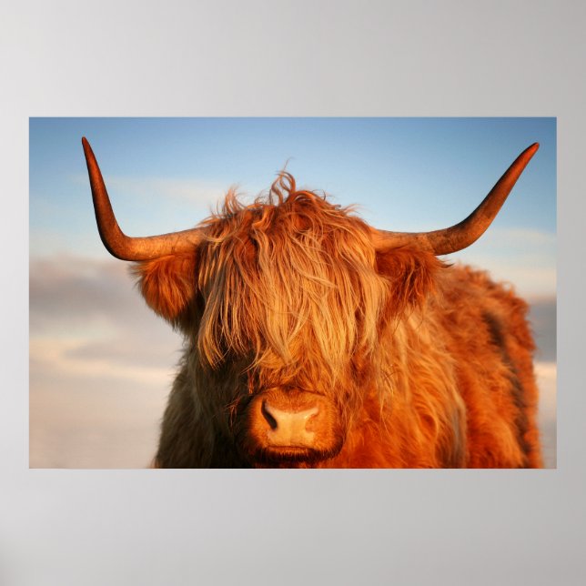 Scottish Highland Cow in Scotland, Highlander Poster (Front)