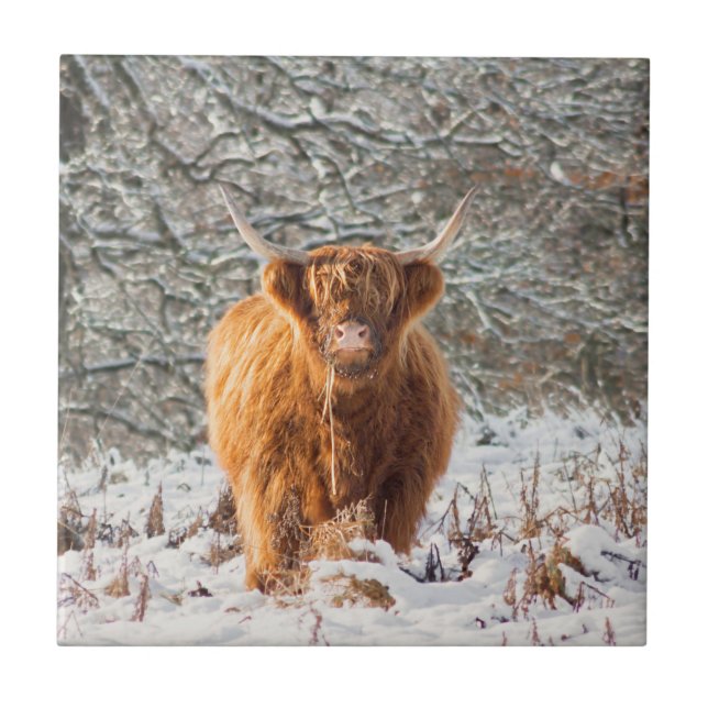 Scottish Highland cow in the snow Tile (Front)