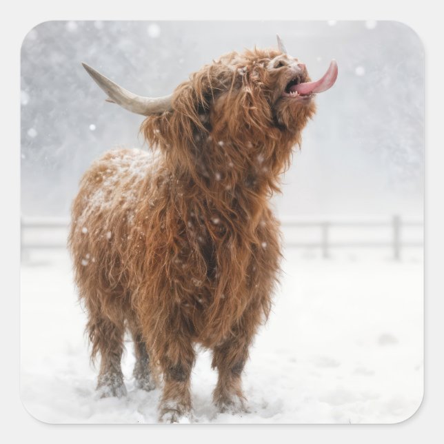 Scottish Highland Cow Licking Snowflakes Square Sticker (Front)