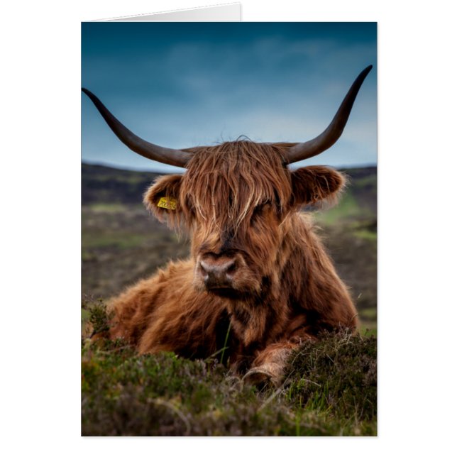 Scottish Highland Cow Longhorn Bull Rancher (Devant)