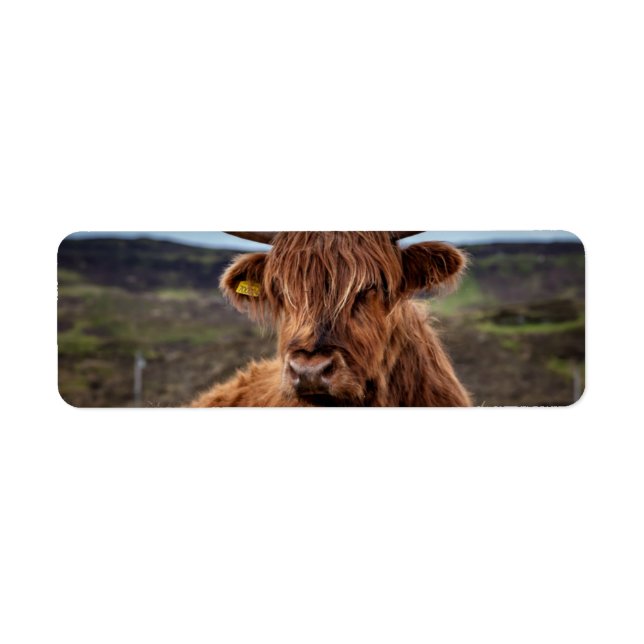 Scottish Highland Cow Longhorn Bull Rancher (Devant)