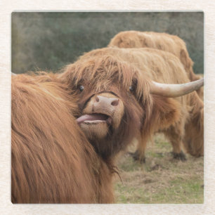 Scottish Highland cow photograph Glass Coaster