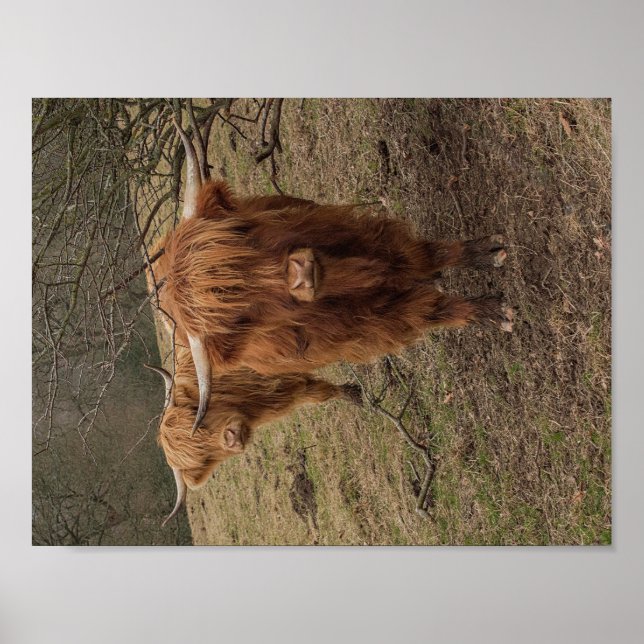 Scottish Highland cow photograph poster (Front)