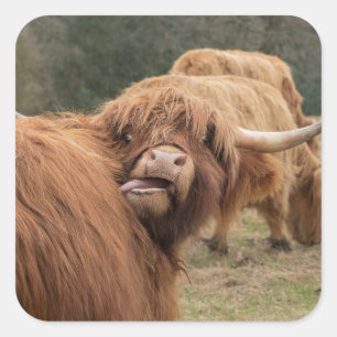 Scottish Highland cow photograph  Square Sticker