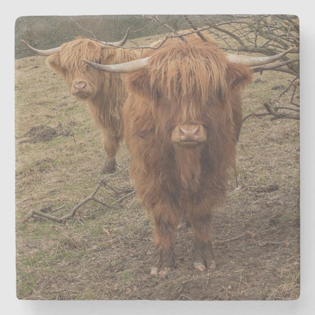 Scottish highland cow photograph stone coaster (Front)