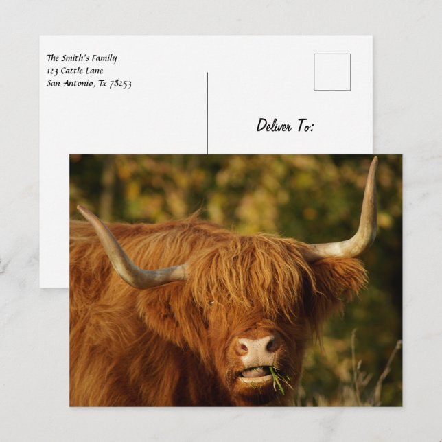 Scottish Highland Cow Postcard (Front/Back)