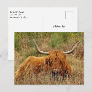 Scottish Highland Cow Postcard