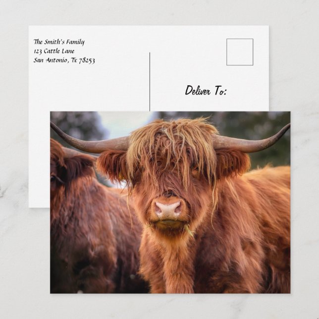 Scottish Highland Cow Postcard (Front/Back)
