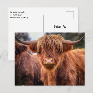 Scottish Highland Cow Postcard