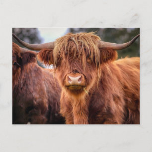 Scottish Highland Cow Postcard