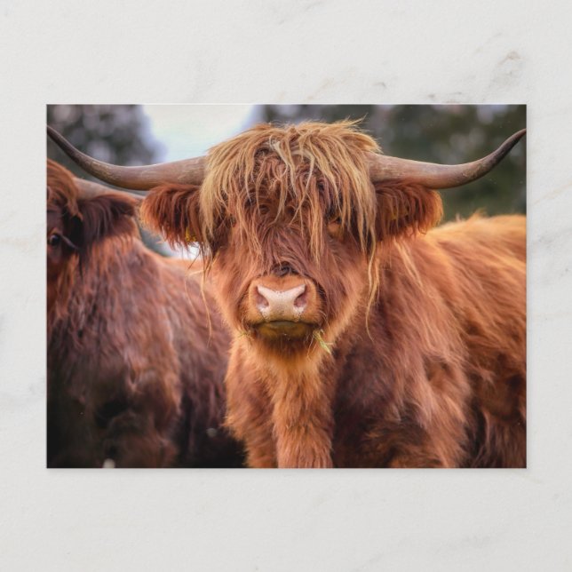 Scottish Highland Cow Postcard (Front)