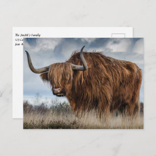 Scottish Highland Cow Postcard