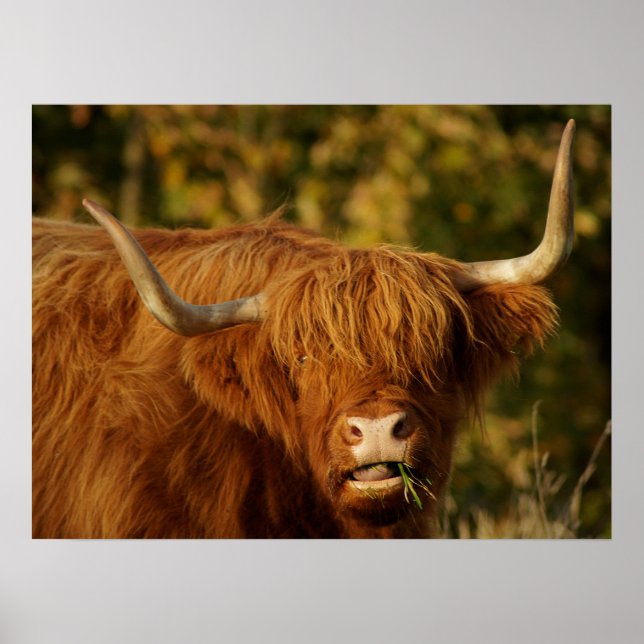 Scottish Highland Cow Poster (Front)