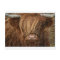 Scottish Highland Cow - Scotland
