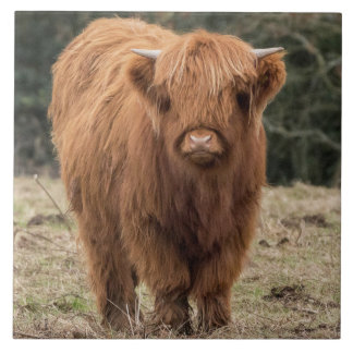 Scottish Highland cow Tile