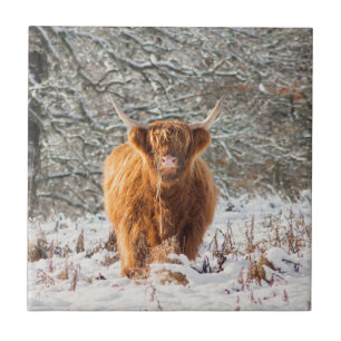 Scottish Highland cow Tile