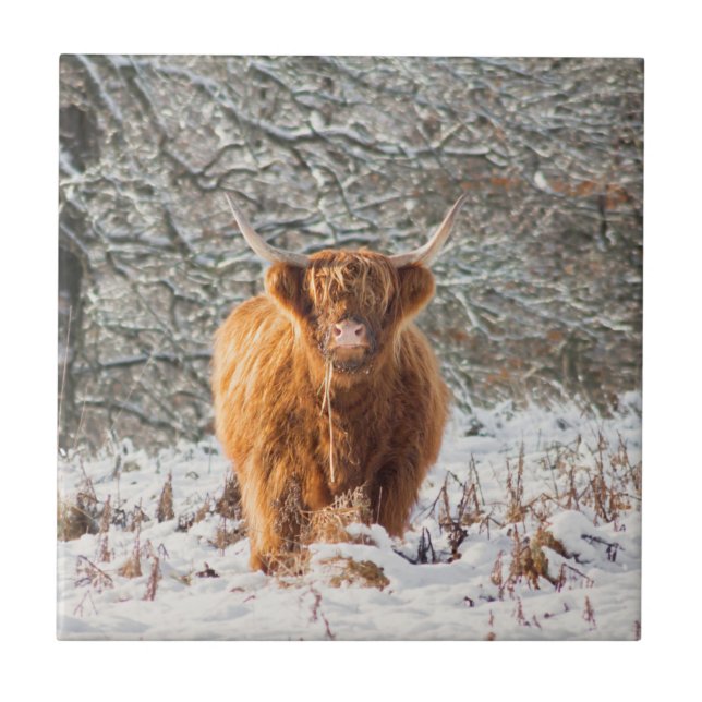 Scottish Highland cow Tile (Front)
