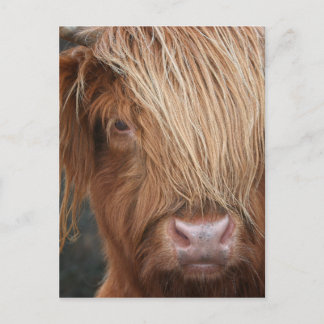 Scottish Highland Cows - Scotland Postcard