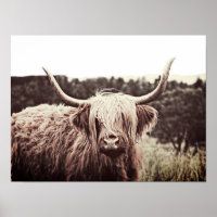 Scottish Highland Longhorn Long Haired Cow