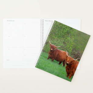 Scottish Highland Steer Planner