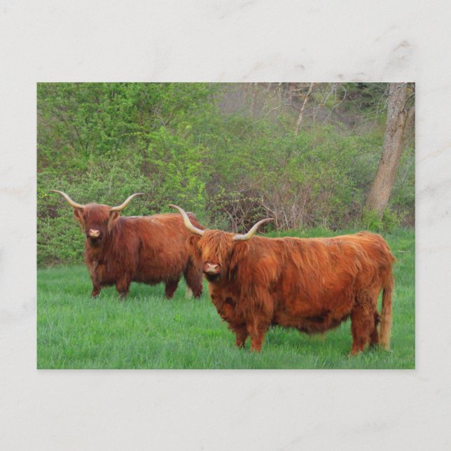 Scottish Highland Steer Postcard (Front)