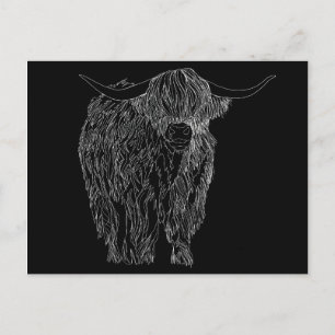 Scottish Highlander bull Postcard