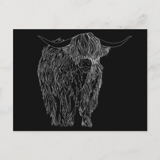 Scottish Highlander bull Postcard (Front)