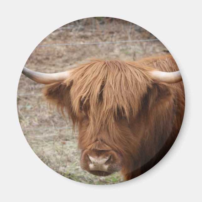 Scottish Highlander Magnet (Front)