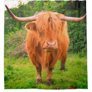 Scottish Long Horned Cow