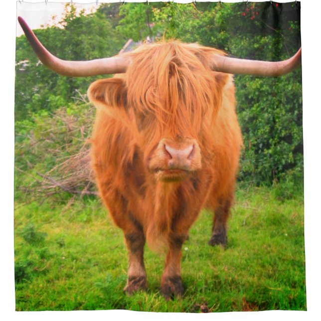 Scottish Long Horned Cow (Front)