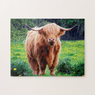 Scottish Oxen. Jigsaw Puzzle