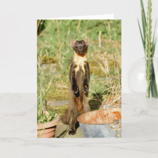Scottish pine marten card