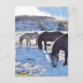 Scottish Ponies Postcard