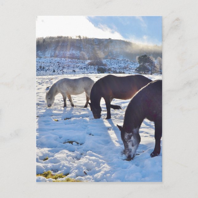 Scottish Ponies Postcard (Front)