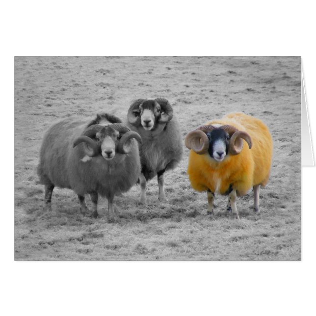 Scottish Rams (Front Horizontal)