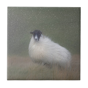 Scottish sheep tile