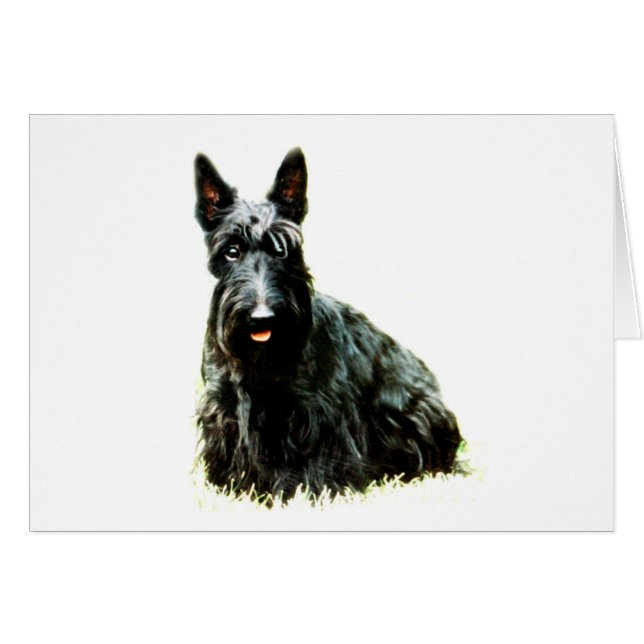 Scottish Terrier (Devant horizontal)