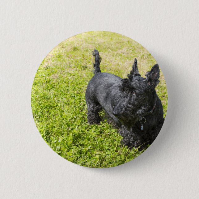 Scottish Terrier 2 Inch Round Button (Front)