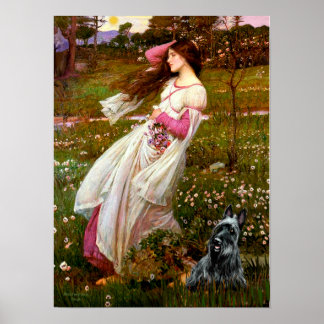 Scottish Terrier 3 - Windflowers Poster