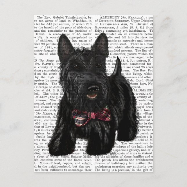 Scottish Terrier and Bow Postcard (Front)
