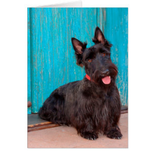 Scottish Terrier assis à la porte colorée