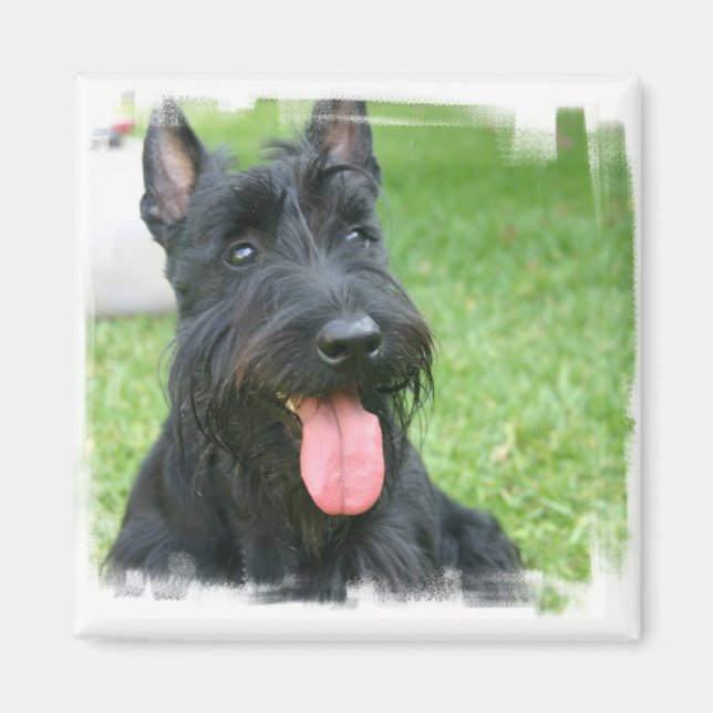 Scottish Terrier Dog Magnet (Devant)