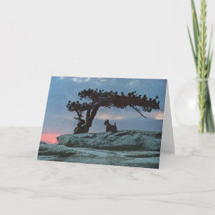 Scottish Terrier Greeting Card