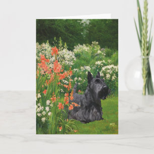 Scottish Terrier Greeting Card