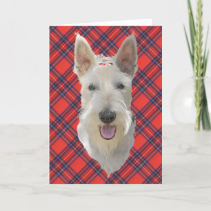 Scottish Terrier Greeting Card