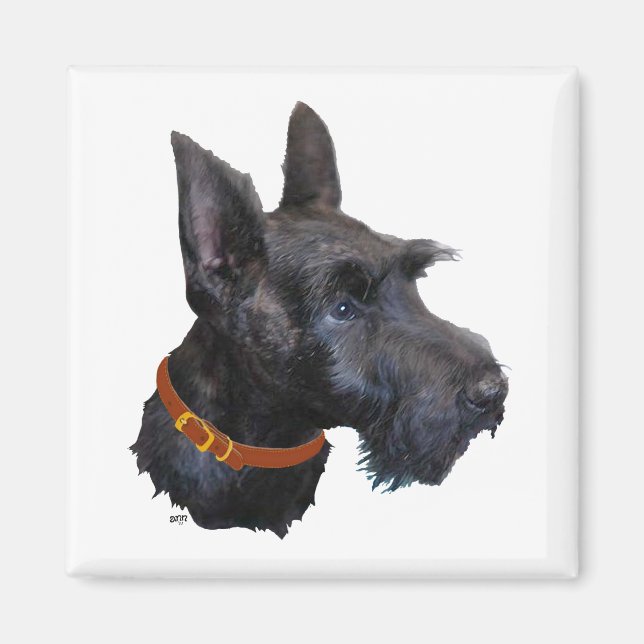 Scottish Terrier Head Study Magnet (Front)