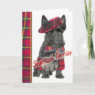 Scottish Terrier in Kilt greeting cards